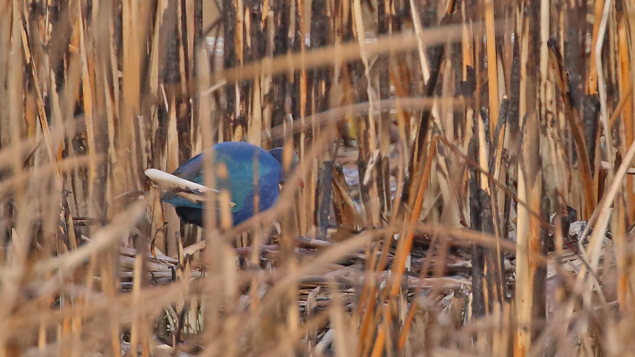 Western Swamphen